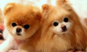 Sevimlilikleriyle Mutluluk Yayan Sosyal Medya Fenomeni 10 Evcil Hayvan